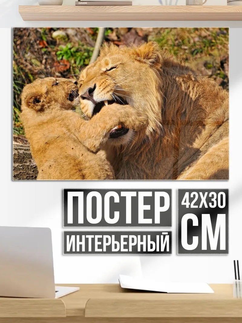 Постер Львы играют