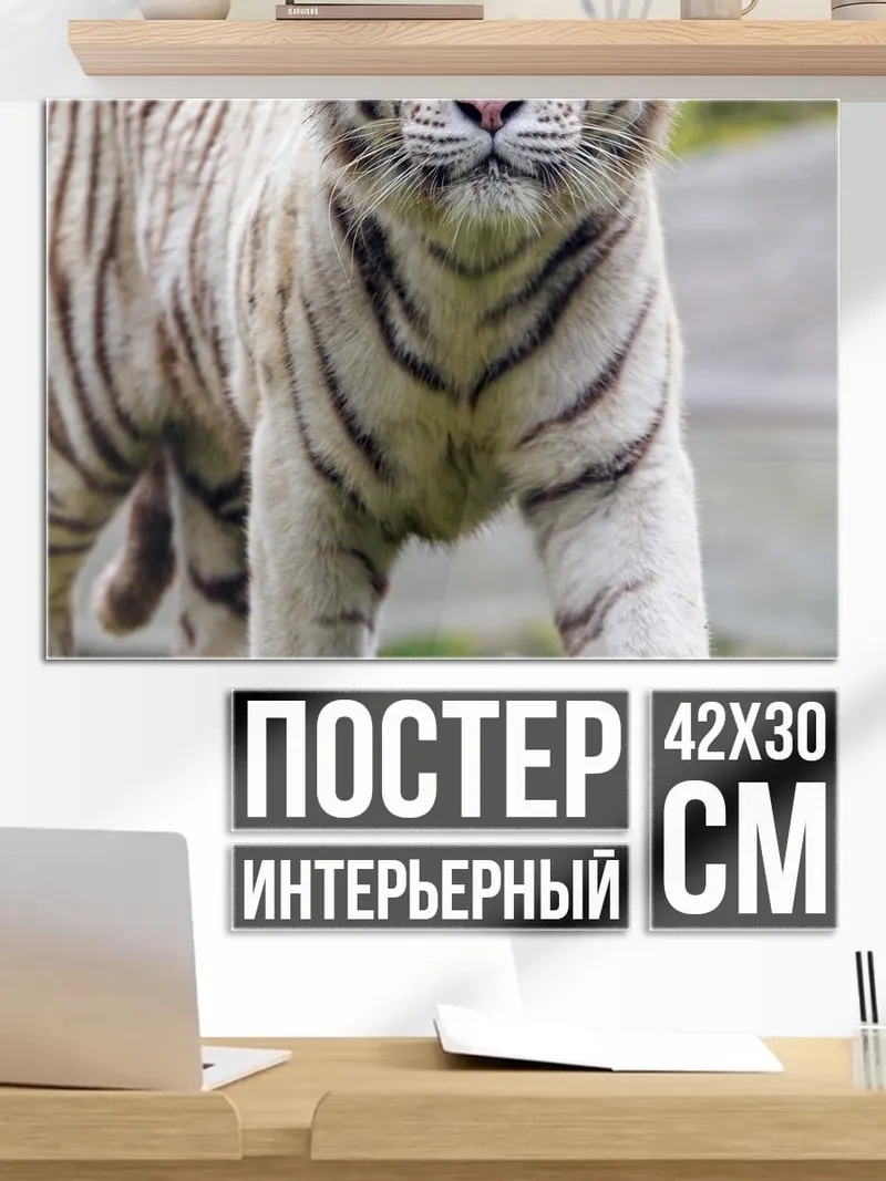 Постер Белый тигр