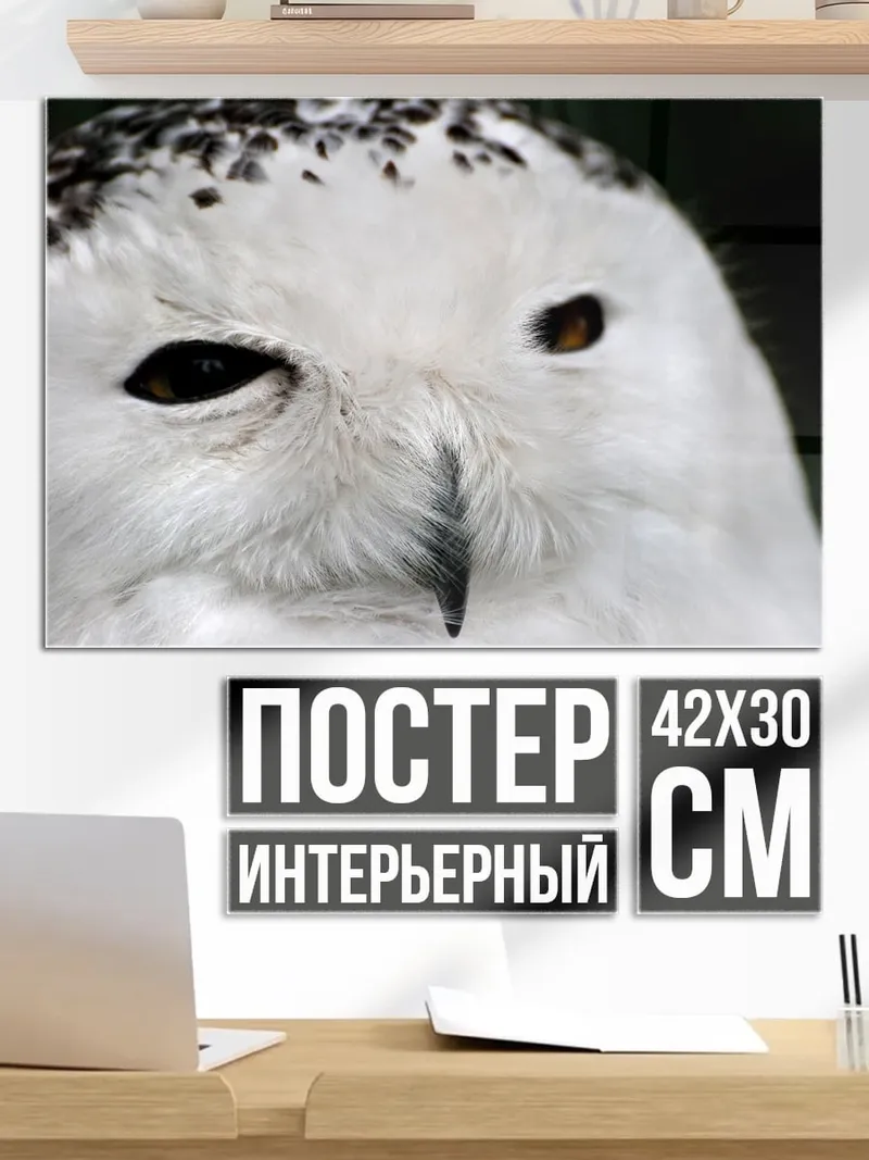 Постер снежная сова