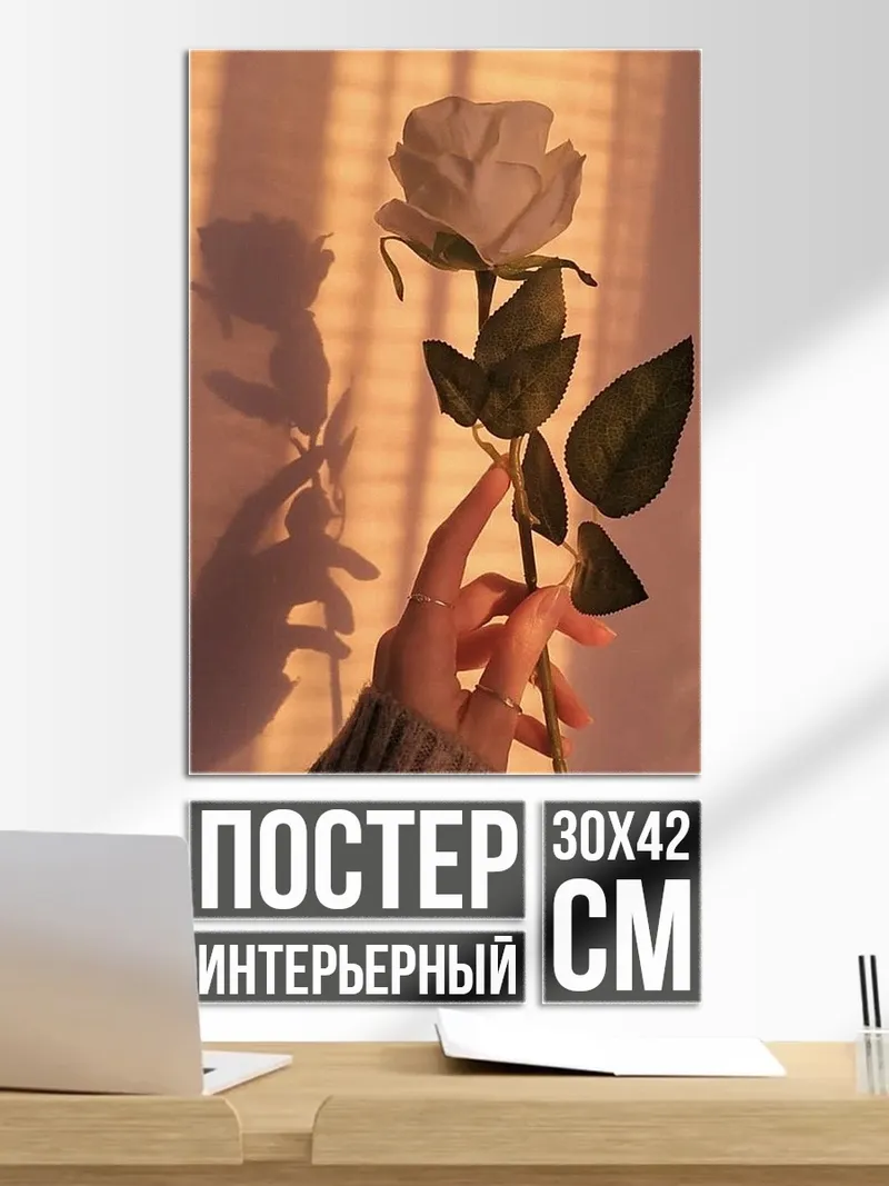 Постер Белая роза