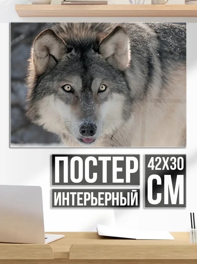 Постер Волк в снегу