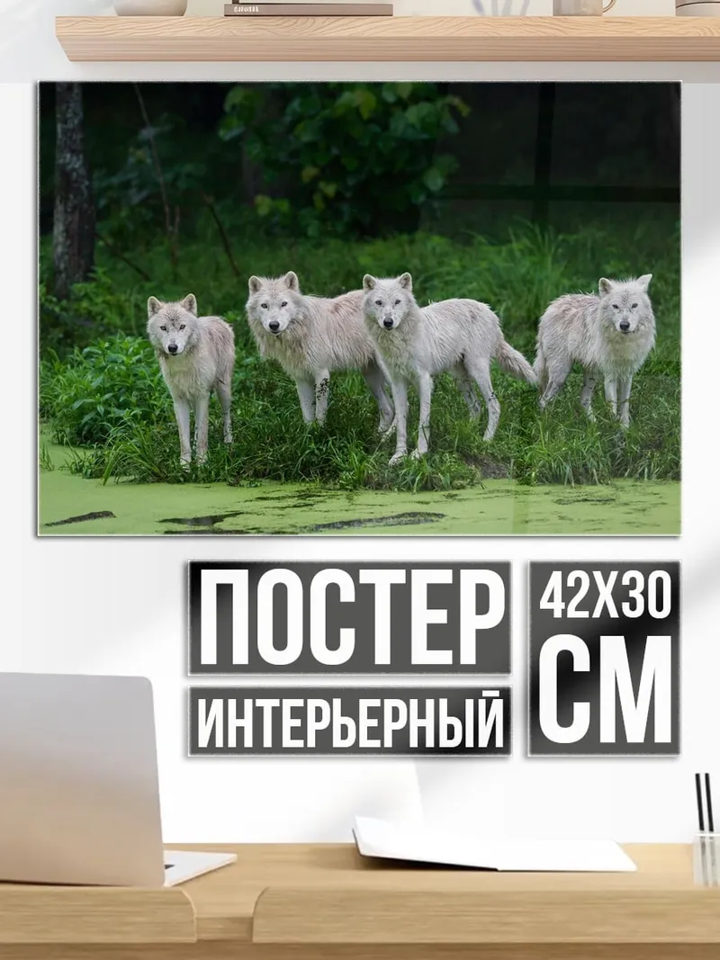 Постер стая белых волков
