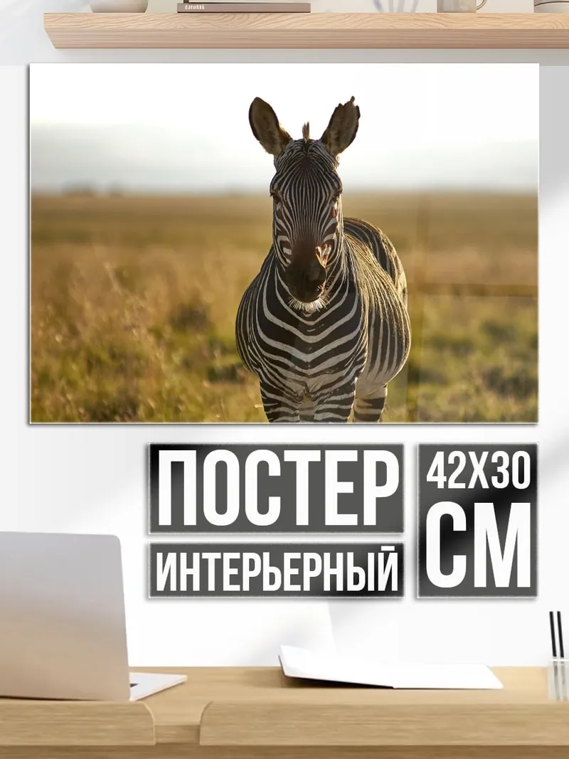 Постер Зебра в саванне