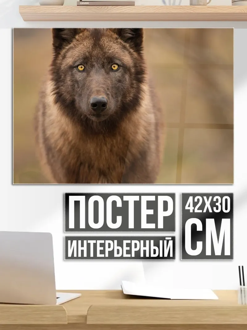 Постер Волк смотрит