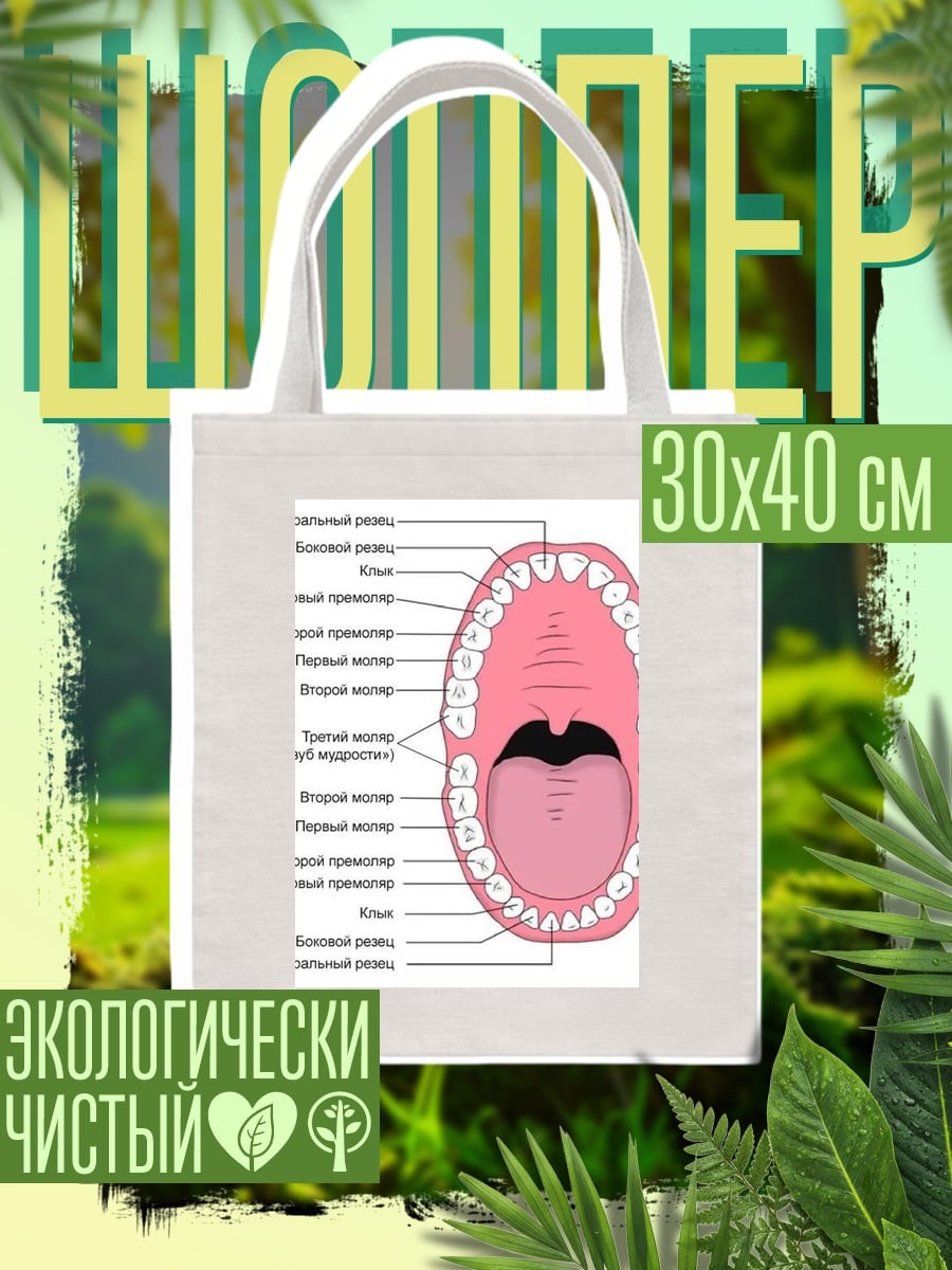 Шоппер Анатомия человеческих зубов
