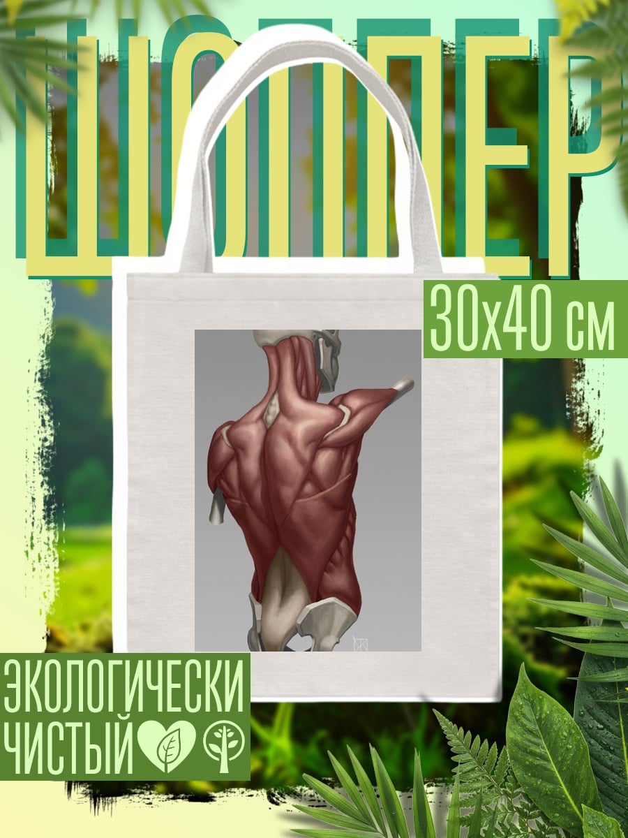 Шоппер Анатомия мышц спины