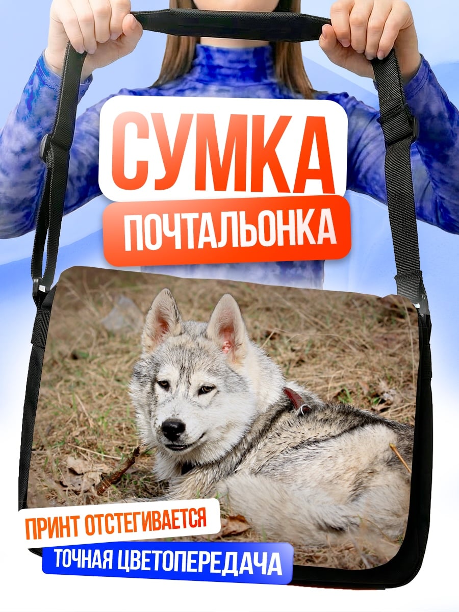 Сумка-почтальонка Лежащий хаски собака